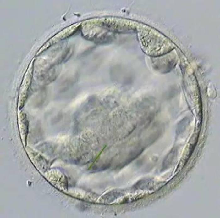 小狗头胎生育数量