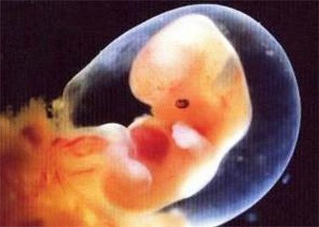 小鸡站不起来怎么办