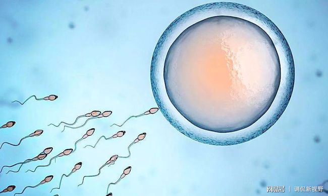 小狗头胎生育数量